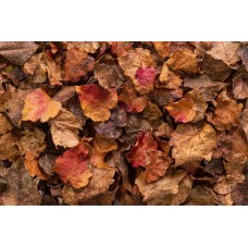 Likvidace listí: správně, legálně a ekologicky na zahradě